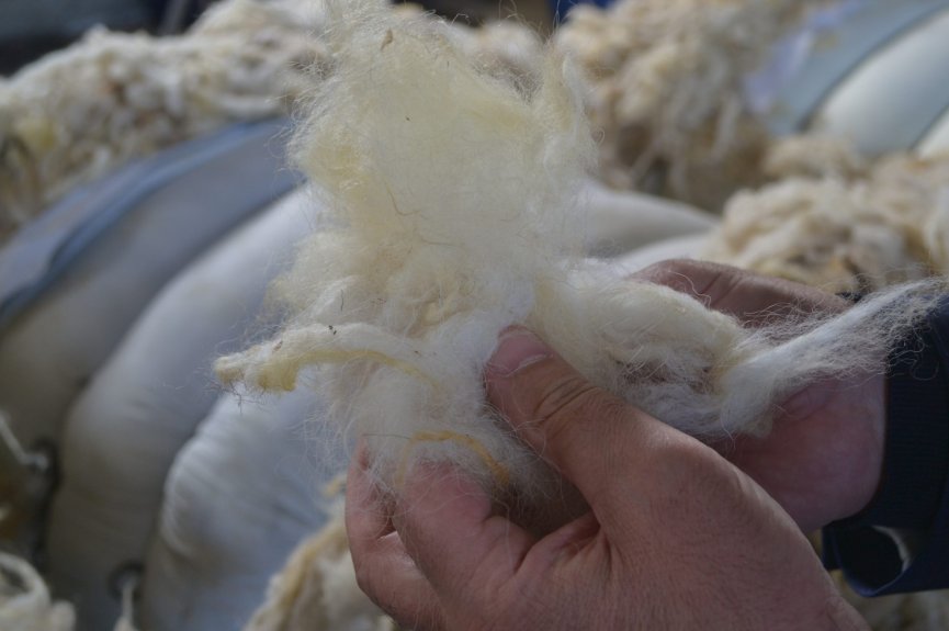 Казахи инвестировали в переработку дагестанской шерсти