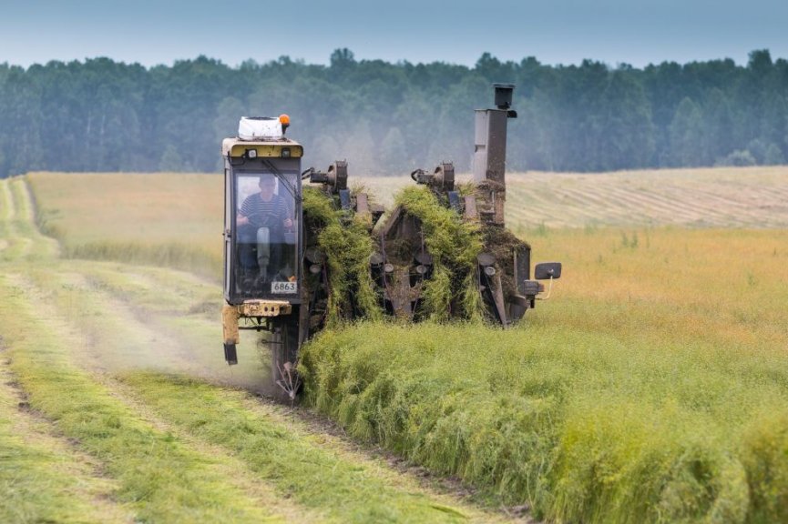 НЕрисковое земледелие: как на Алтае наладили выращивание льна