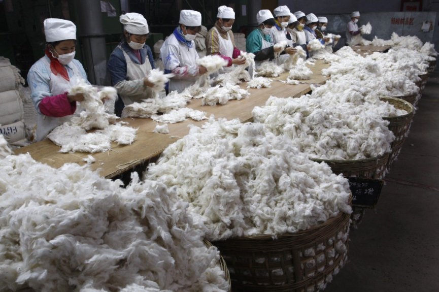 В Волгоградской области местные текстильщики произведут ткань из хлопка, выращенного местными аграриями 