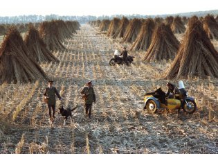 Возвращение к истокам: российские аграрии наращивают посевы технической конопли