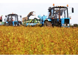 Экологические проблемы заставят производителей вернуться к выращиванию льна и конопли