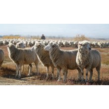 Казахи инвестировали в переработку дагестанской шерсти