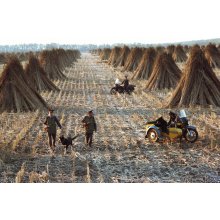 Возвращение к истокам: российские аграрии наращивают посевы технической конопли